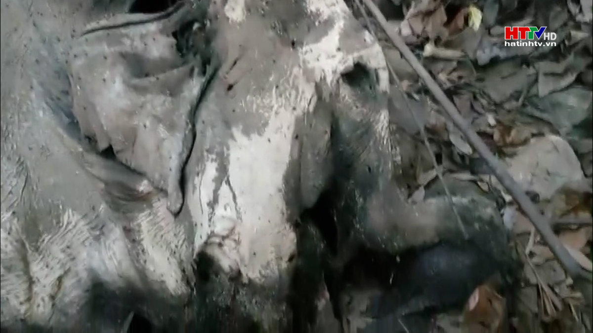 Phát hiện một con voi chết tại Hương Sơn