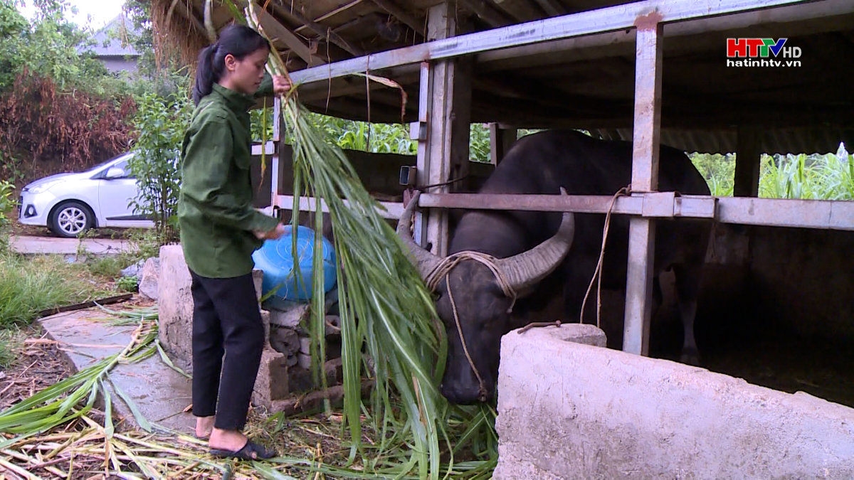 Nữ sinh á khoa toàn quốc khối C và mơ ước được học đại học để thoát nghèo