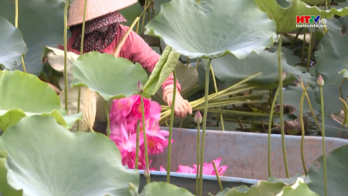 Chế biến sâu, từng bước nâng cao giá trị của Sen