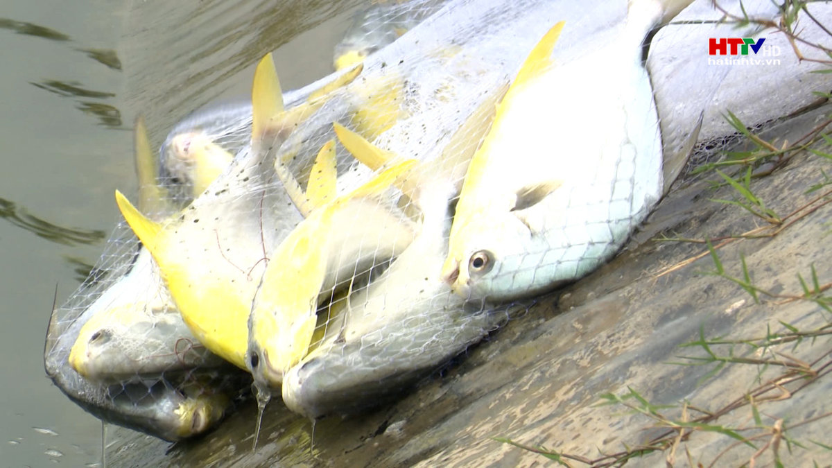 Hiệu quả nuôi cá chim trắng vây vàng trong ao lót bạt