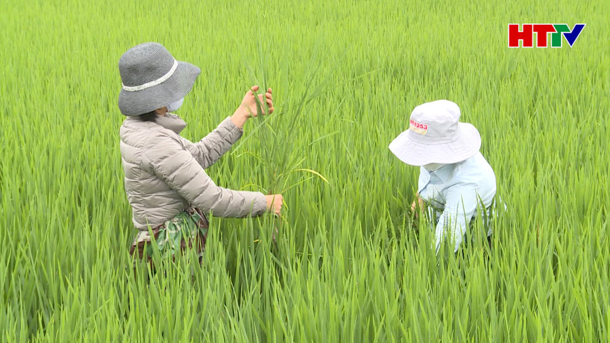 Chủ động phòng trừ sâu bệnh gây hại lúa xuân