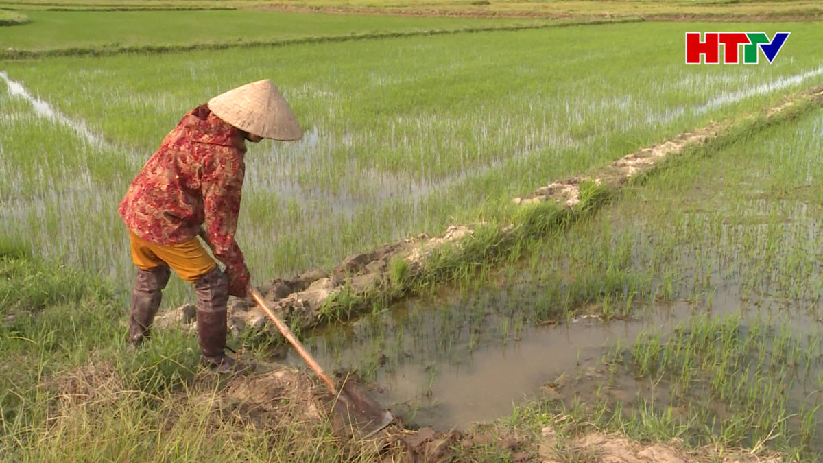 Dự báo hơn 1000 ha lúa hè thu thiếu nước