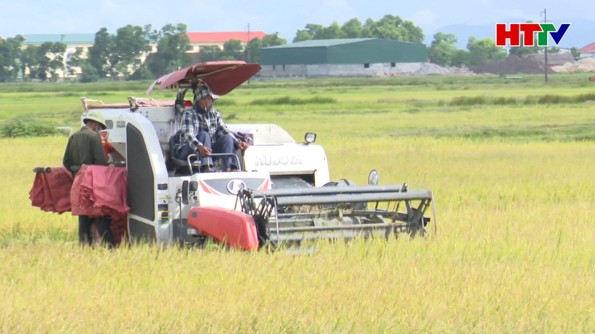 Ổn định giá máy gặt vụ hè thu