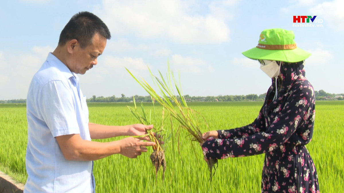 Bệnh khô vằn gây hại nặng trên lúa Hè thu
