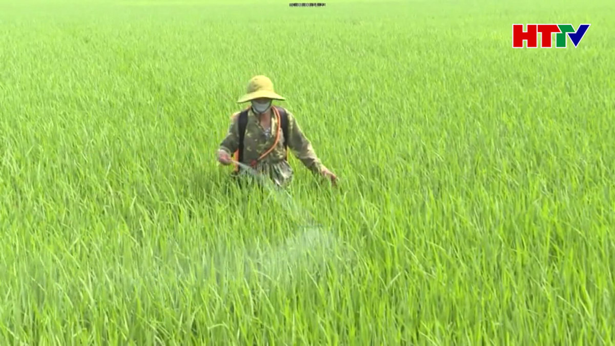 Chủ tịch UBND tỉnh chỉ đạo phòng trừ đạo ôn hại lúa
