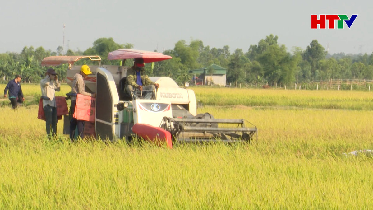 Lúa chín rộ: Các địa phương tăng cường quản lý giá dịch vụ máy gặt