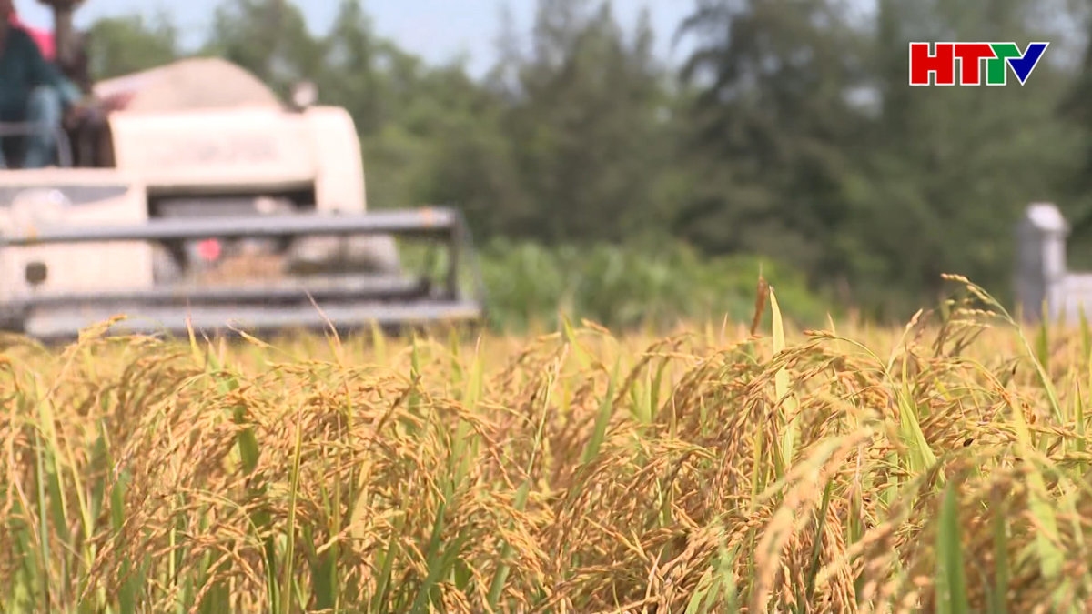 Nông dân Hà Tĩnh khẩn trương thu hoạch lúa Xuân