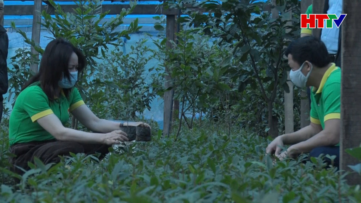 Kỳ Nam phát triển các mô hình ươm giống cây mai cảnh