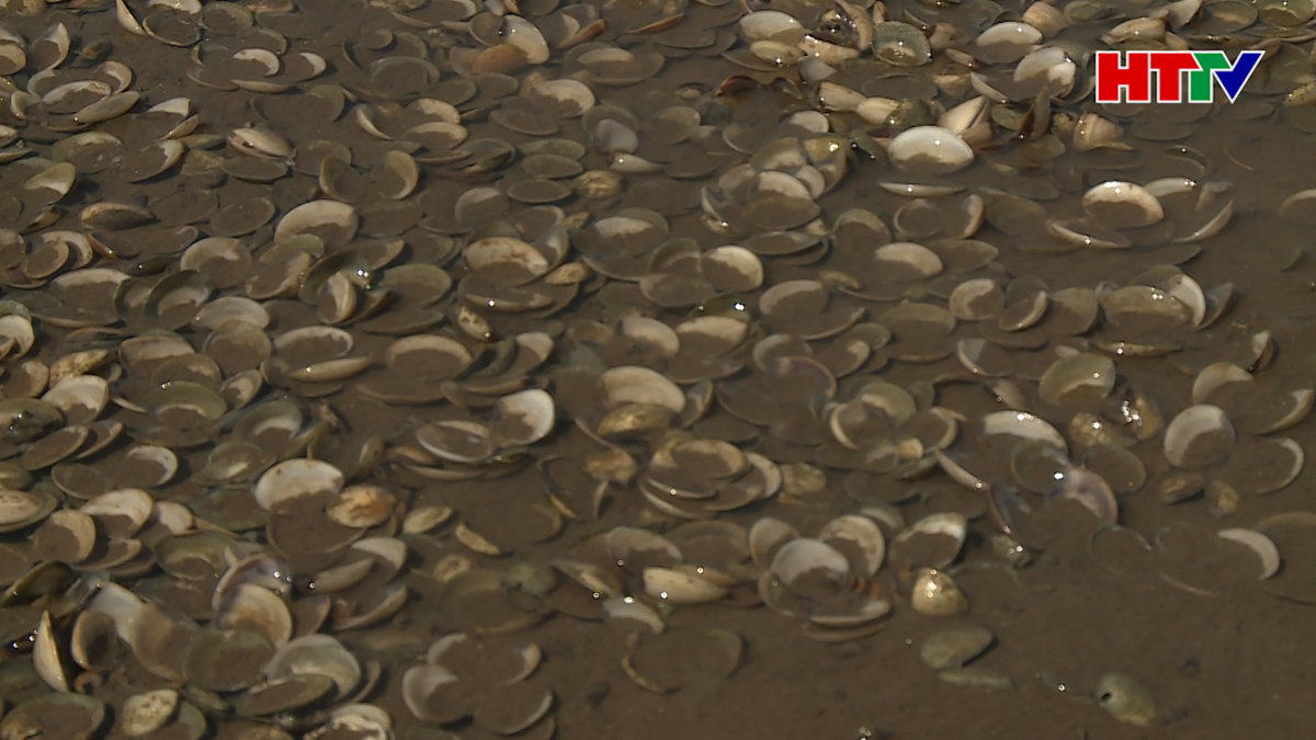 Xác định nguyên nhân Ngao chết ở xã Mai Phụ