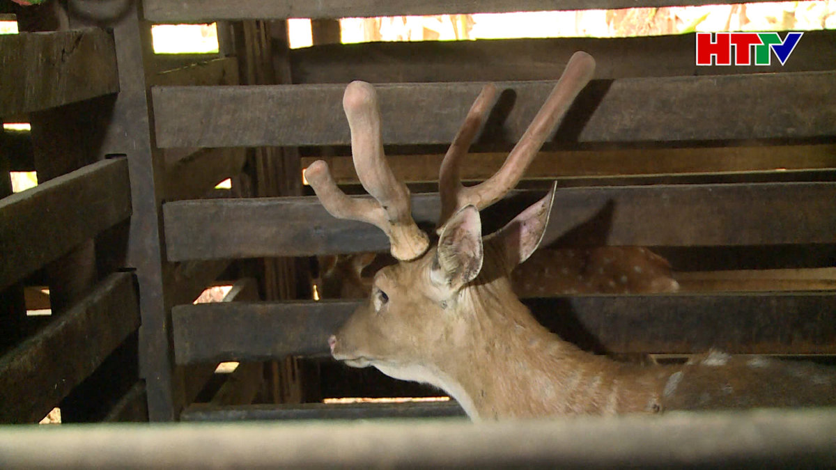 Hương Sơn vào mùa hái lộc nhung 