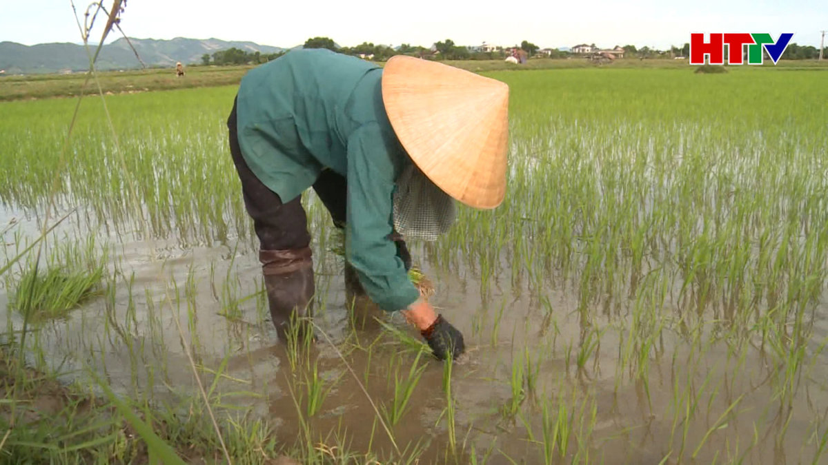 Chủ động nguồn nước phục vụ sản xuất Hè Thu