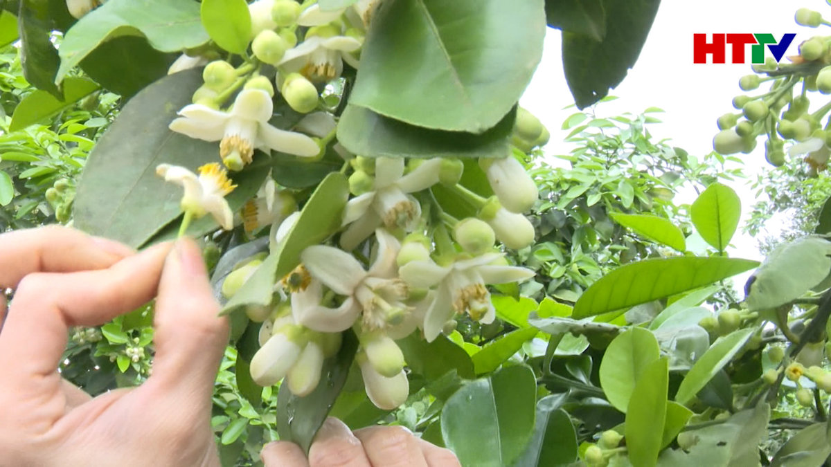 Nông dân Hương Khê thụ phấn bổ sung cho cây bưởi 