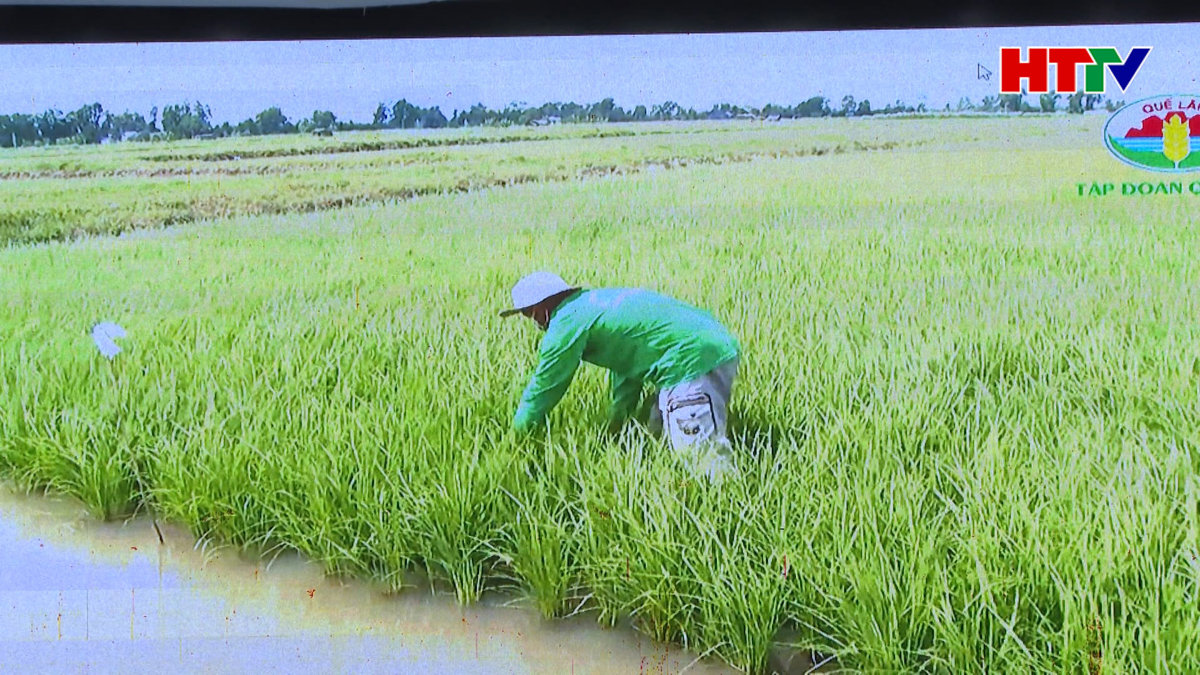 Đánh giá kết quả các mô hình sản xuất Nông nghiệp hữu cơ tại Hà Tĩnh