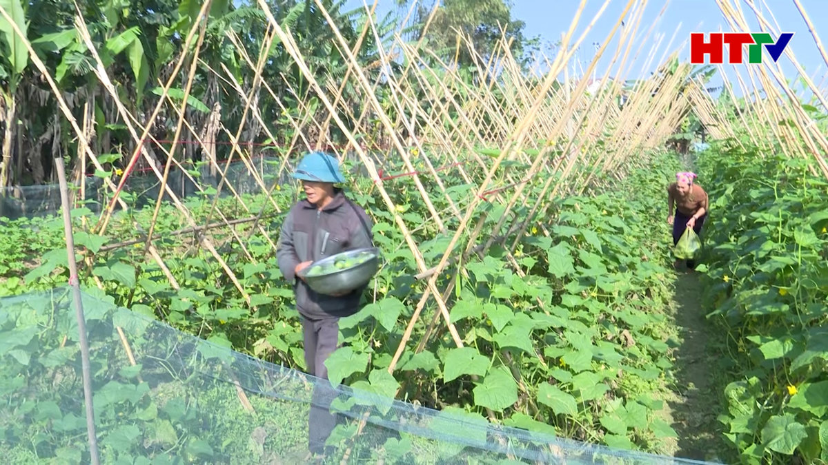 Làng rau Liên Minh sẵn sàng phục vụ Tết