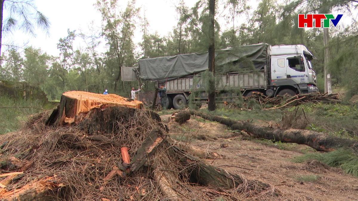 Khi rừng phòng hộ ven biển biến thành rừng sản xuất