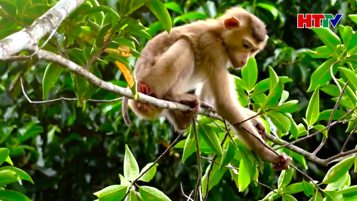 Nỗ lực bảo vệ đa dạng sinh học tại Vườn di sản ASEAN