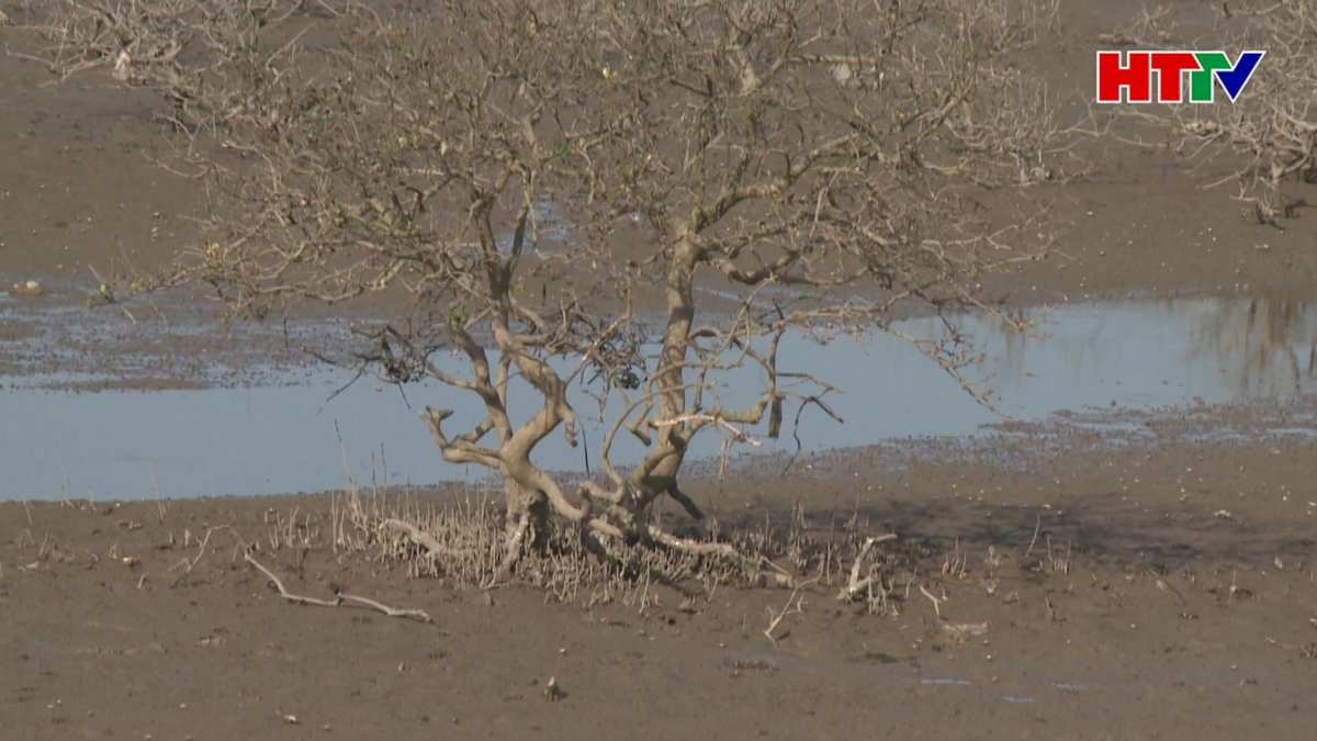 Rừng ven biển Kỳ Hà "đột tử"