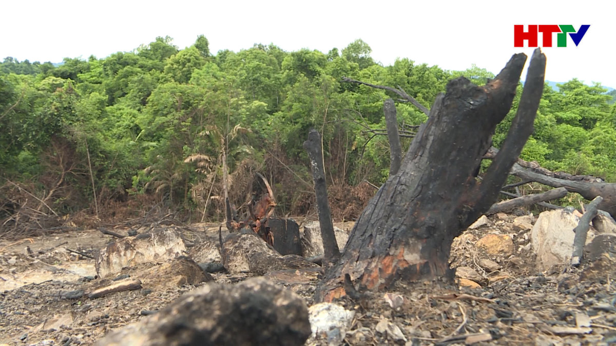 Cơ quan chức năng làm rõ vụ phá rừng ở Cẩm Xuyên