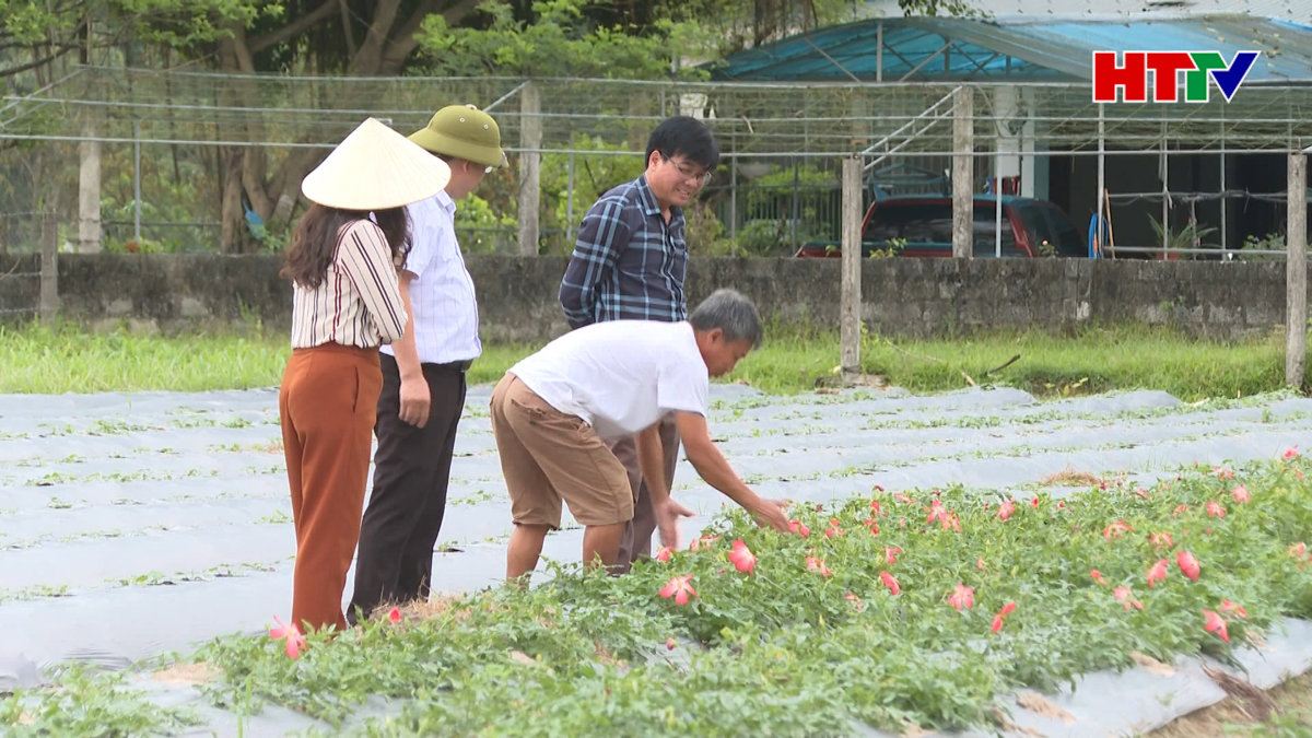Triển vọng nhân rộng mô hình sâm bố chính
