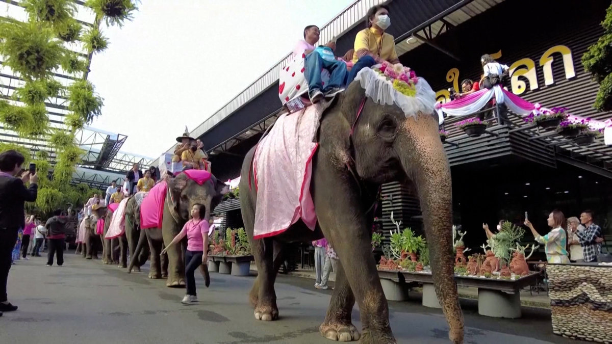Đám cưới tập thể đăng ký kết hôn trên lưng Voi
