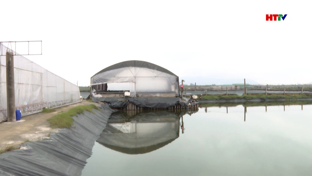 Hiệu quả mô hình nuôi tôm 3 giai đoạn tuần hoàn