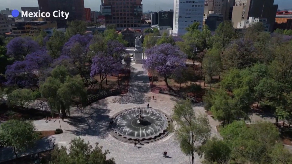 Thủ đô MEXICO ngập sắc phượng tím