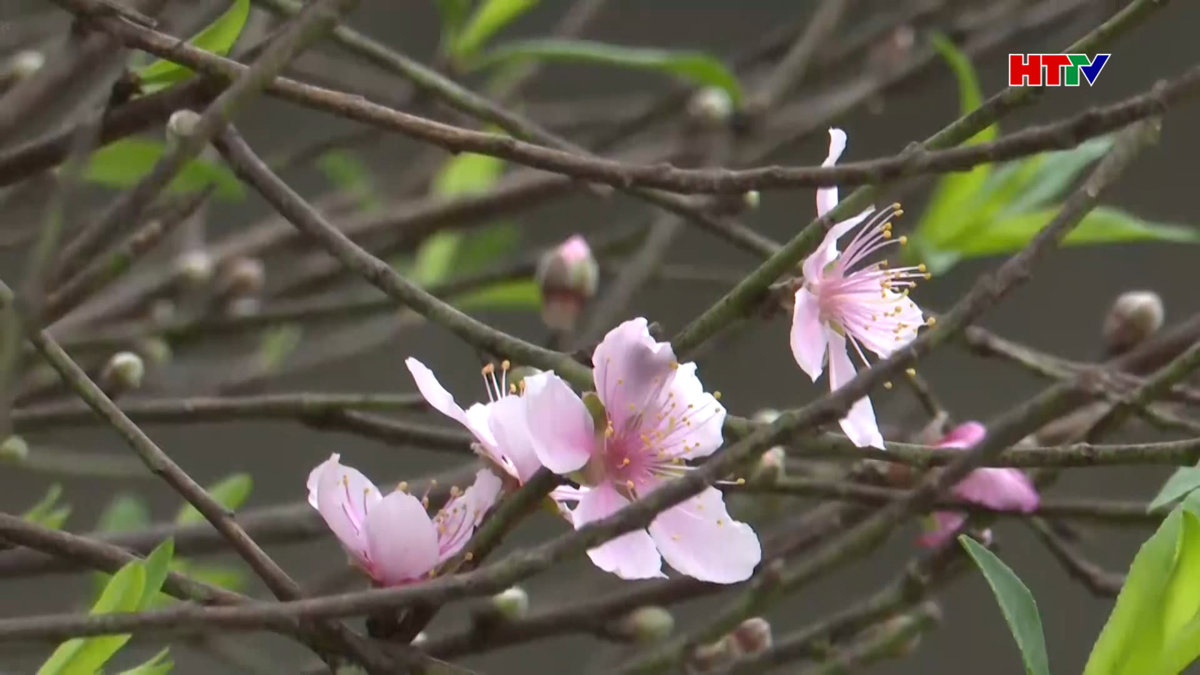 Làng hoa Cẩm Xuyên vào vụ Tết