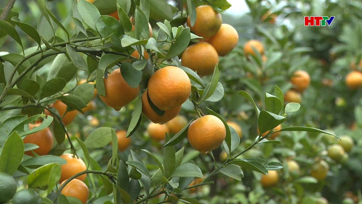 Sơn Lâm, mô hình trồng quất lớn ở Hà Tĩnh