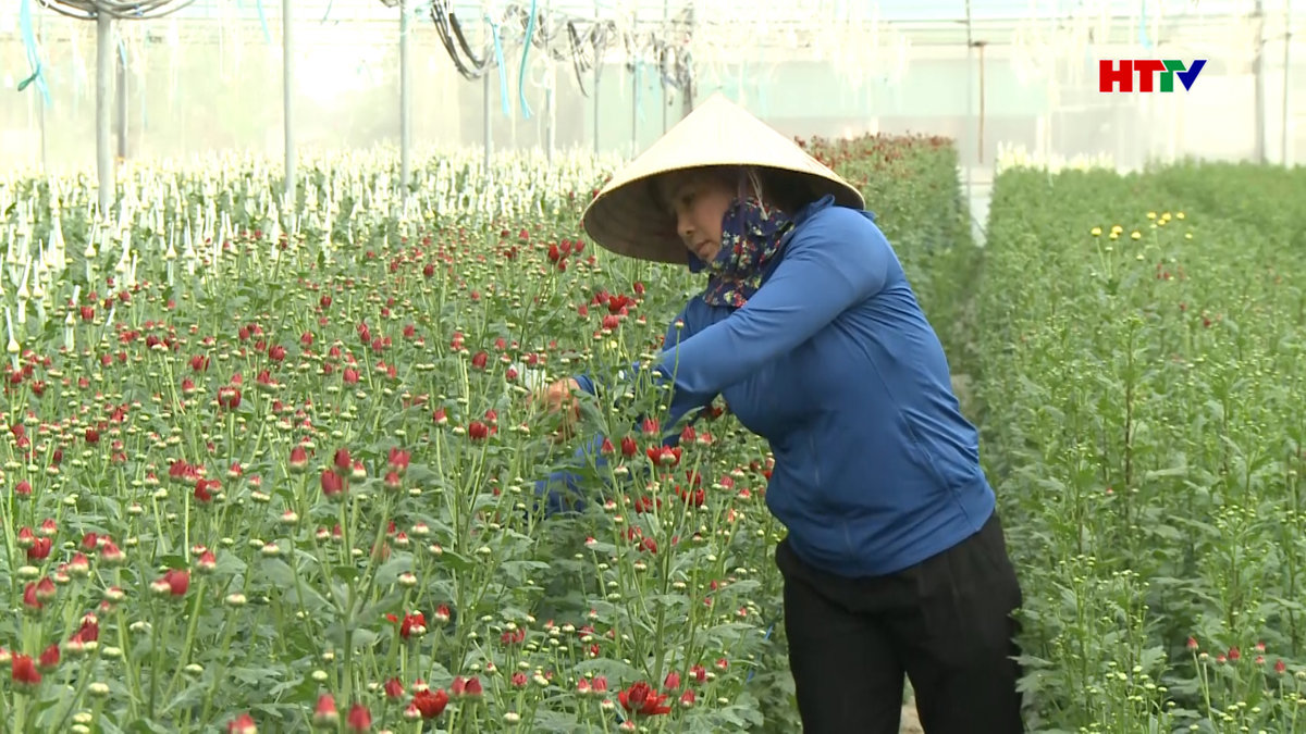 Làng hoa ở Lưu Vĩnh Sơn vào vụ Tết