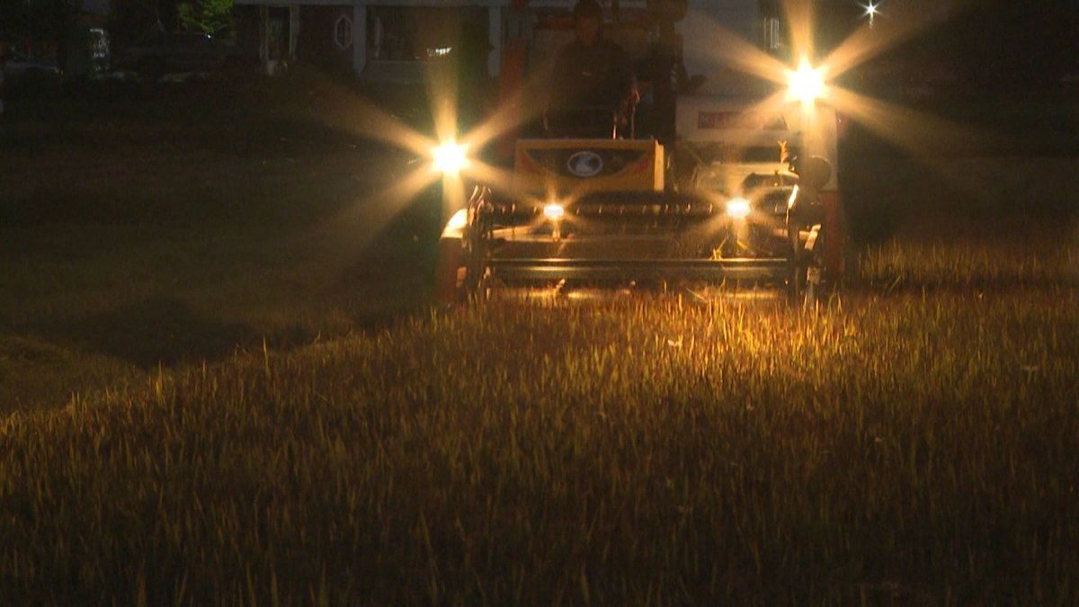 Cẩm Xuyên dẫn đầu toàn tỉnh về năng suất lúa hè thu