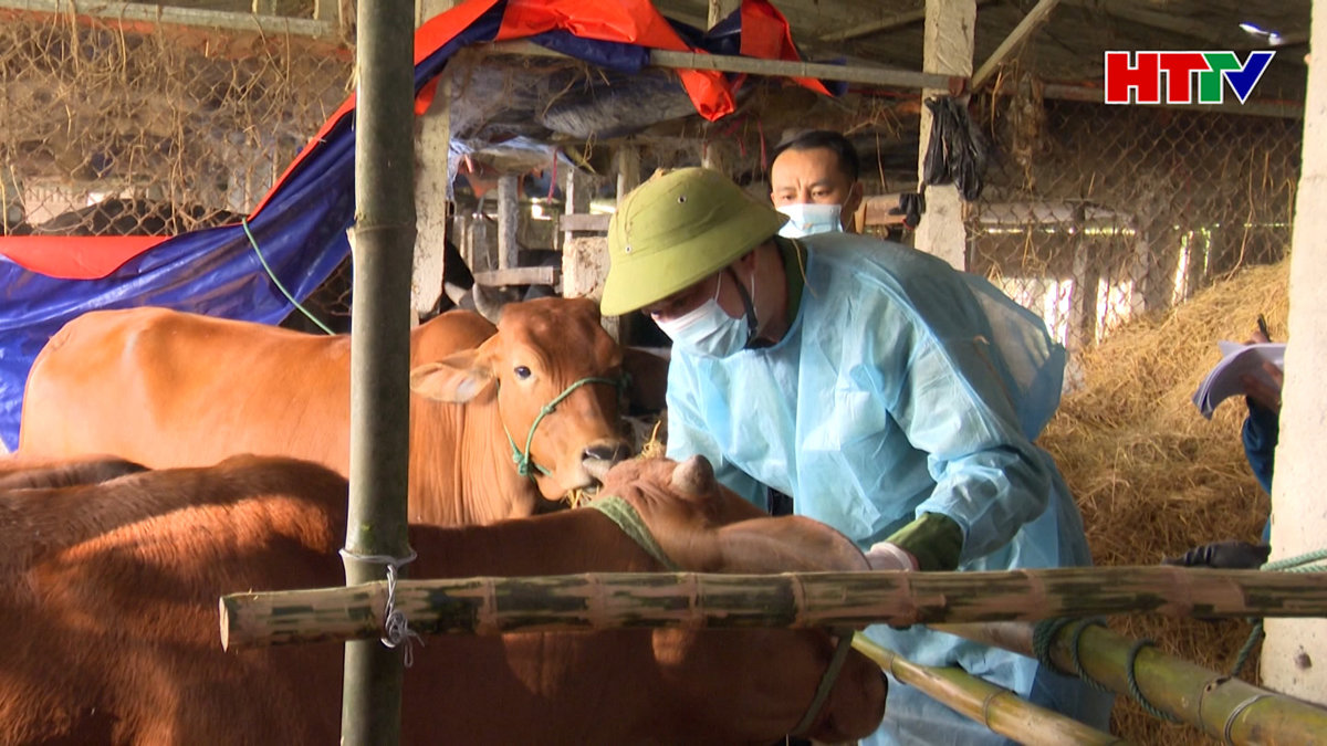 Tiêm phòng vắc-xin đợt 1 cho đàn vật nuôi đạt thấp