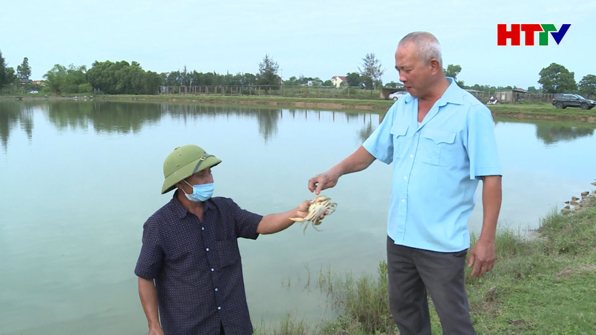 Tôm, cua chết hàng loạt ở Nghi Xuân là do bệnh đốm trắng