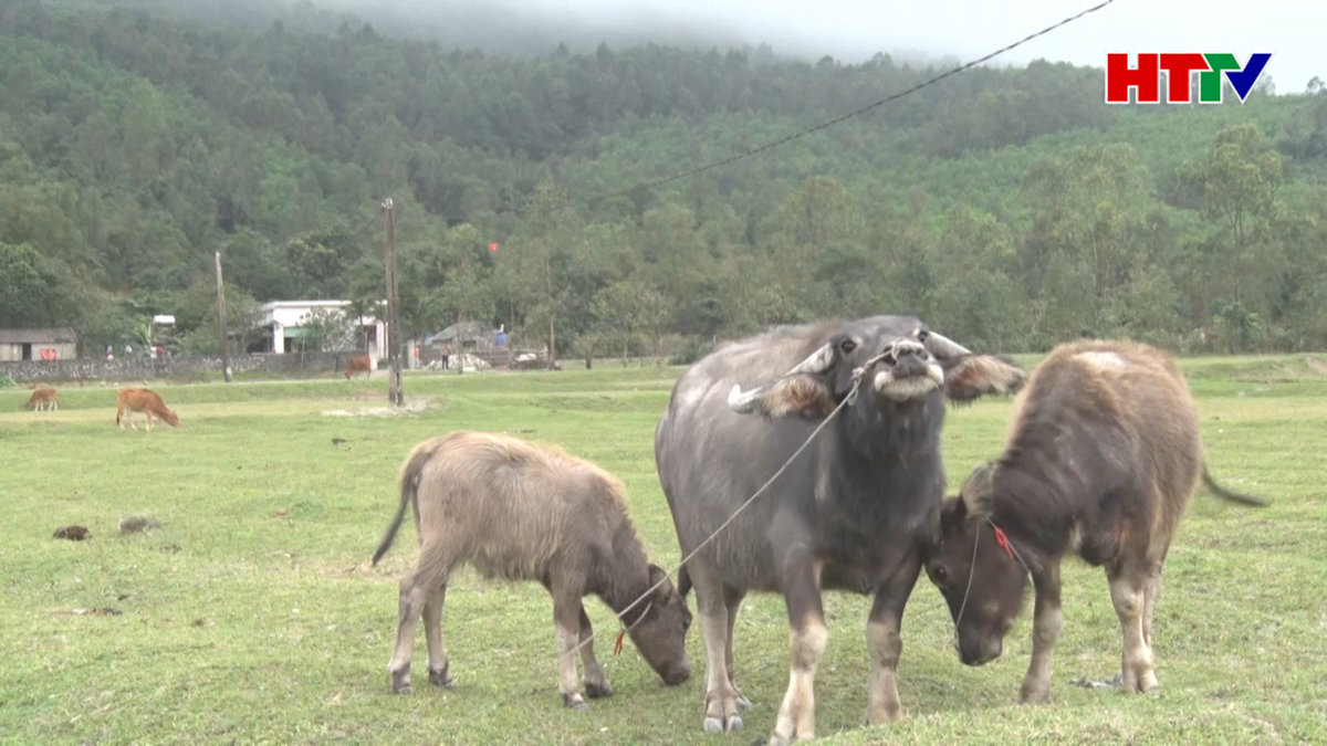 Xuất hiện dịch bệnh lở mồm long móng trên trâu, bò tại TX. Kỳ Anh