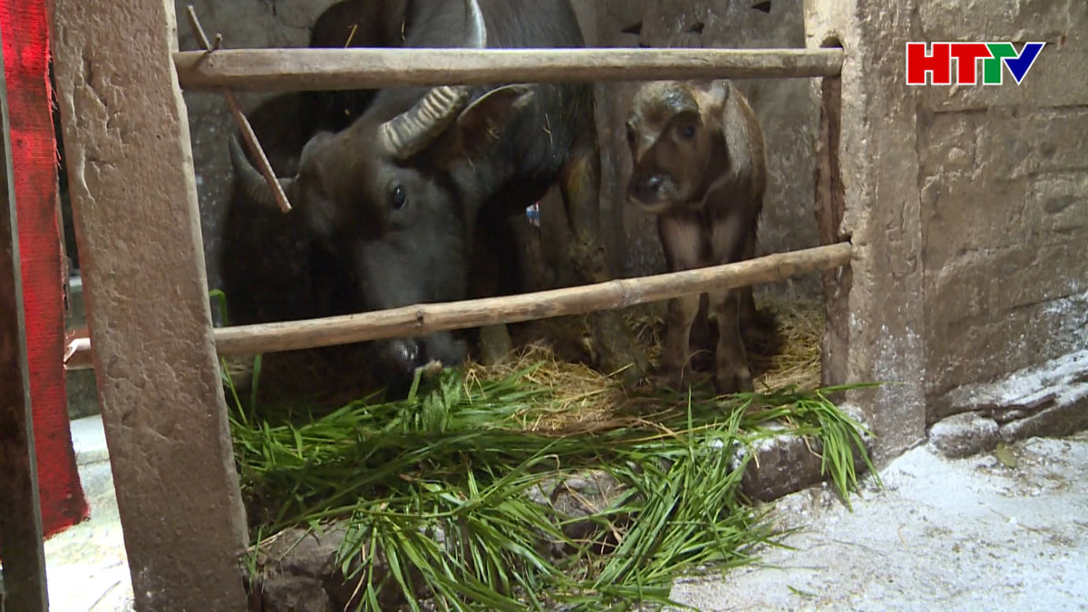 Bùng phát bệnh LMLM trên trâu bò