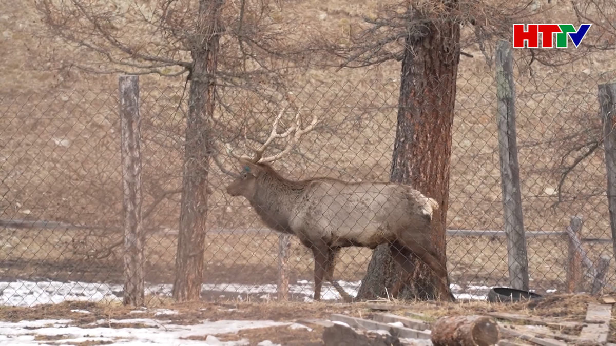 Độc đáo nghề nuôi tuần lộc ở Nga