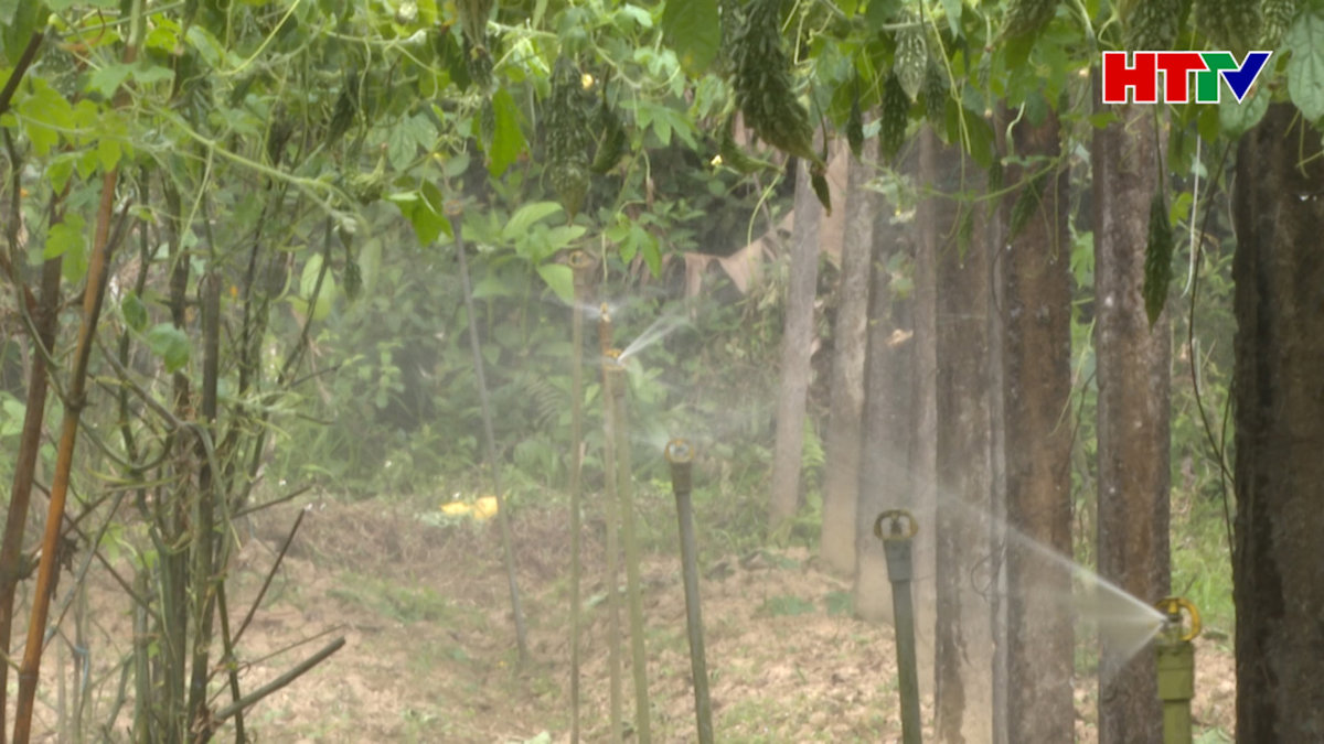 Hiệu quả từ mô hình tưới nhỏ giọt, phun mưa trong mùa nắng
