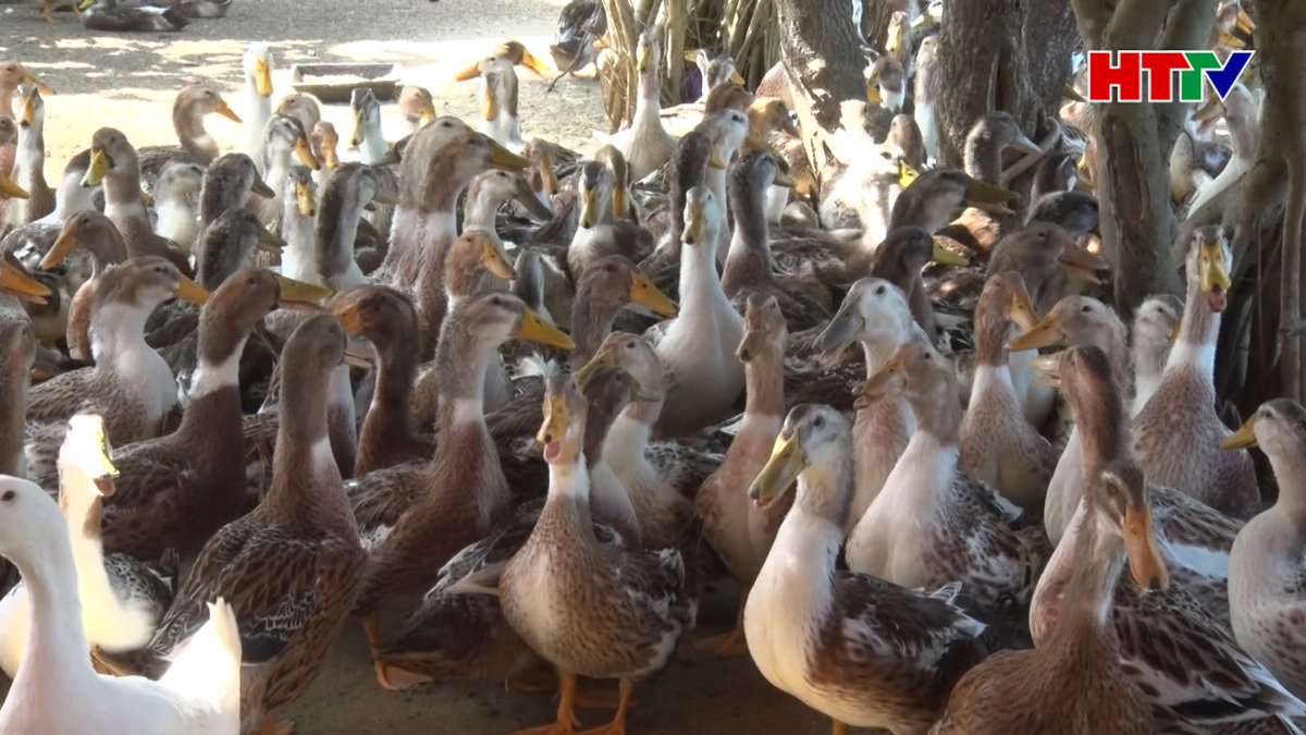 Triển khai mô hình nuôi vịt biển tại Cẩm Xuyên
