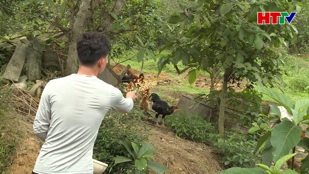 Trái ngọt mùa Xuân từ nguồn vốn chính sách