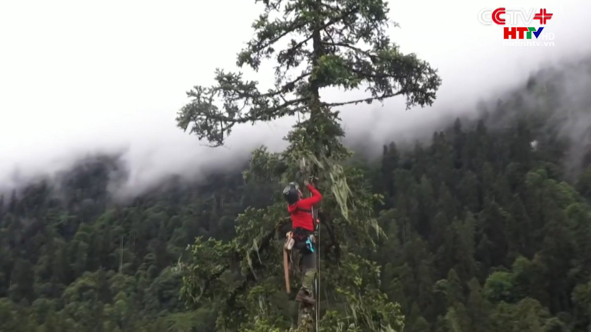 Cây bách cao 102,3m phá kỷ lục cây cao nhất châu Á