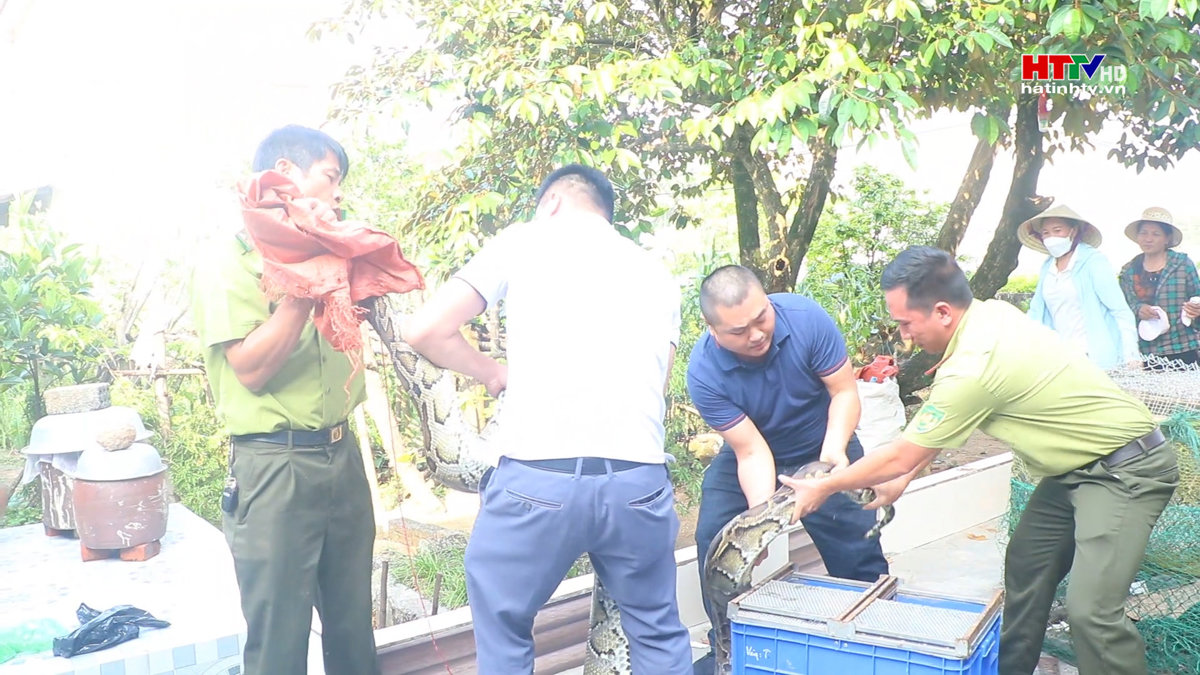 Bàn giao cá thể trăn đất cho Vườn Quốc gia Vũ Quang