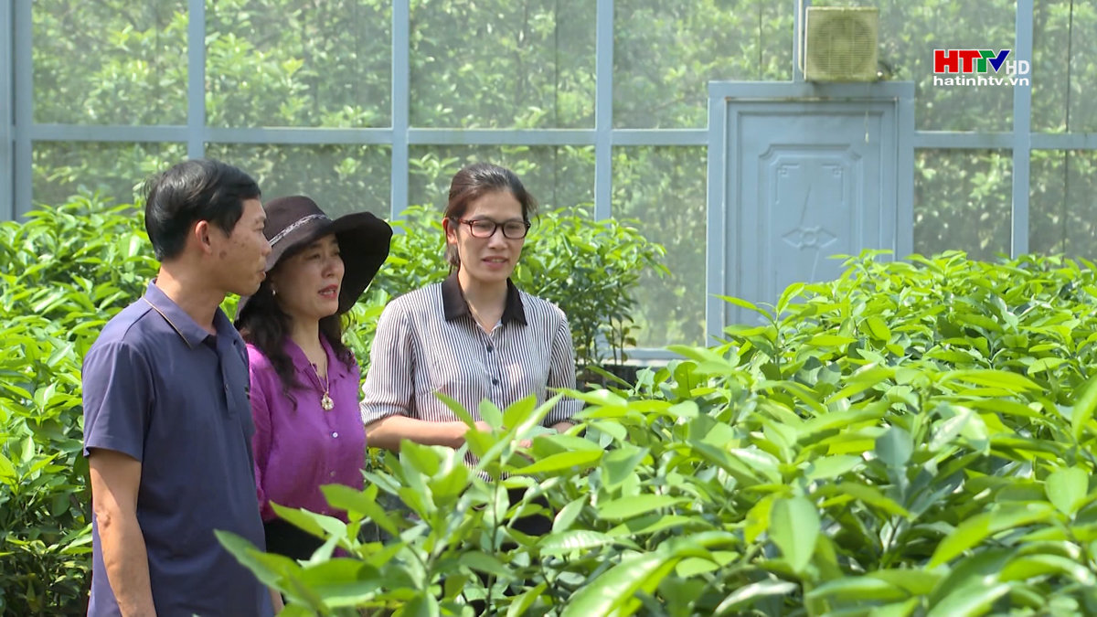 Bản tồn và phát triển bưởi Phúc Trạch