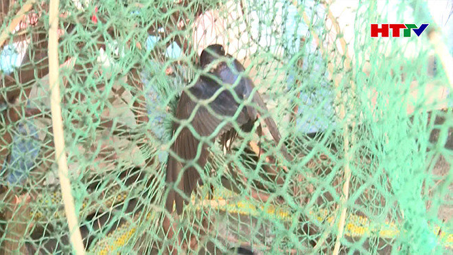 Đánh bắt chim én kiểu tận diệt làm mất cân bằng sinh thái