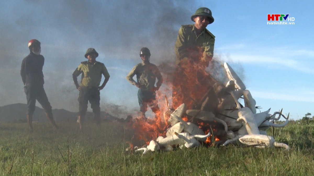 Thị xã Kỳ Anh tiêu hủy hơn 4.000 dụng cụ bẫy chim di cư