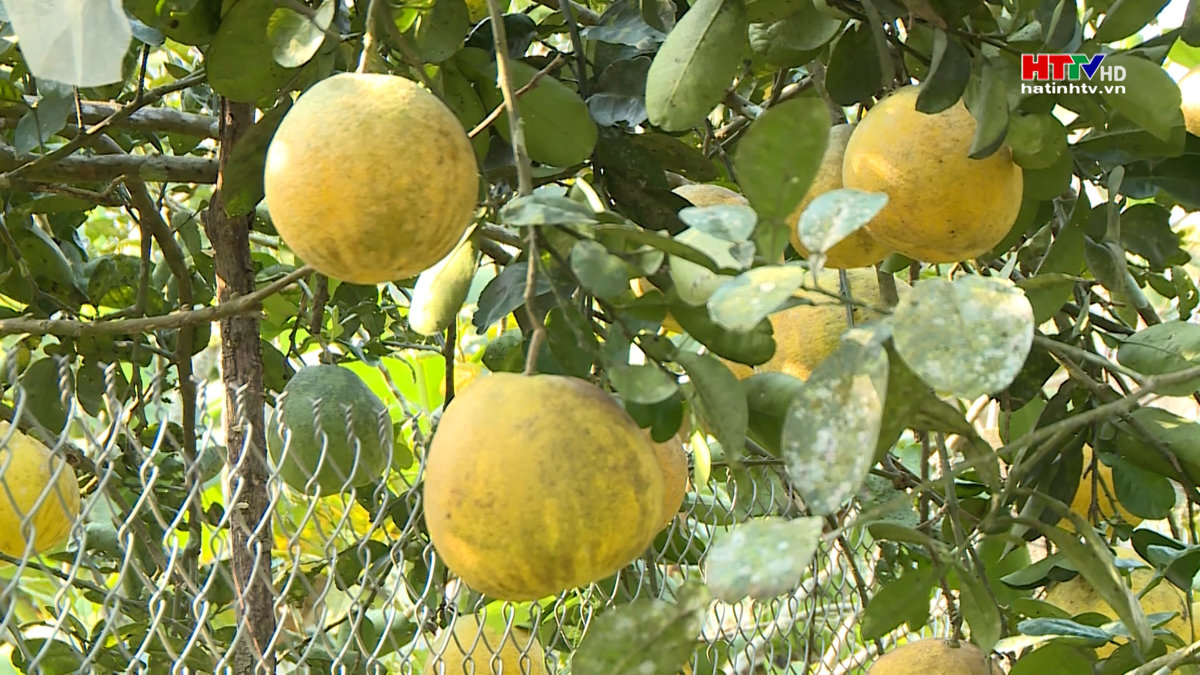 Tân Dân, Đức Thọ:Thất thu mùa bưởi Tết