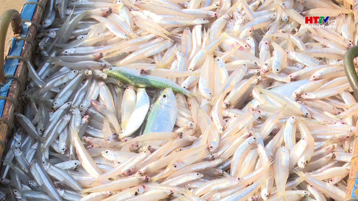 Ngư dân Kỳ Anh thu tiền triệu mỗi chuyến biển