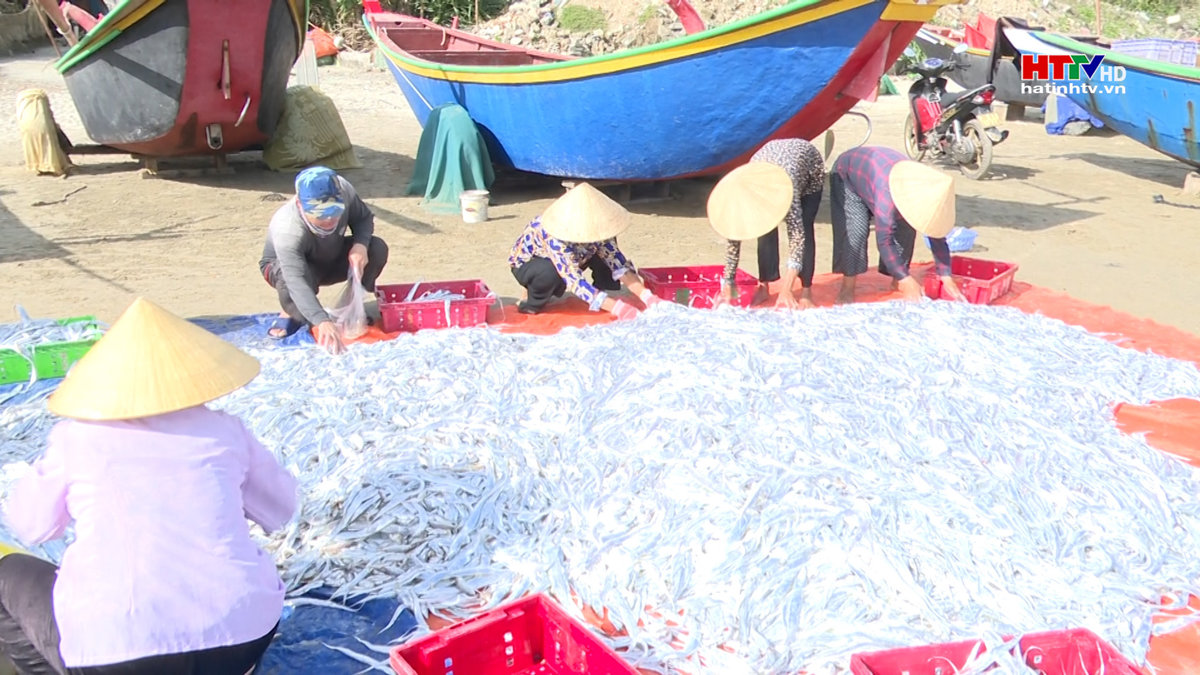 Ngư dân Kỳ Anh trúng đậm cá hố