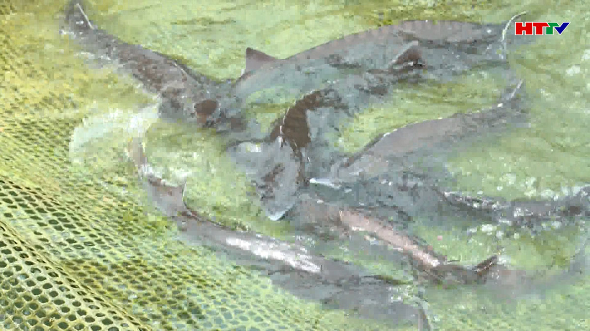 Tín hiệu vui từ mô hình nuôi thử nghiệm cá tầm