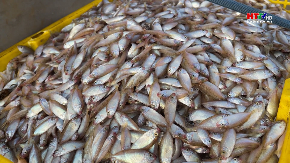 Ngư dân Kỳ Anh thu hàng chục triệu mỗi ngày từ cá Tho