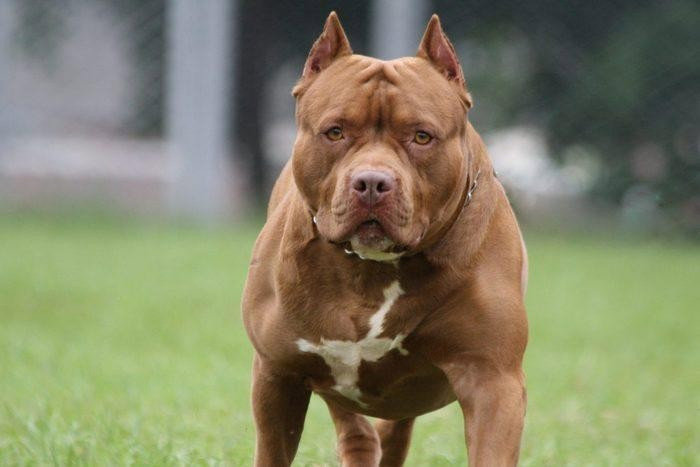 Bộ Nông nghiệp lên tiếng về đề xuất cấm nuôi chó dữ pitbull