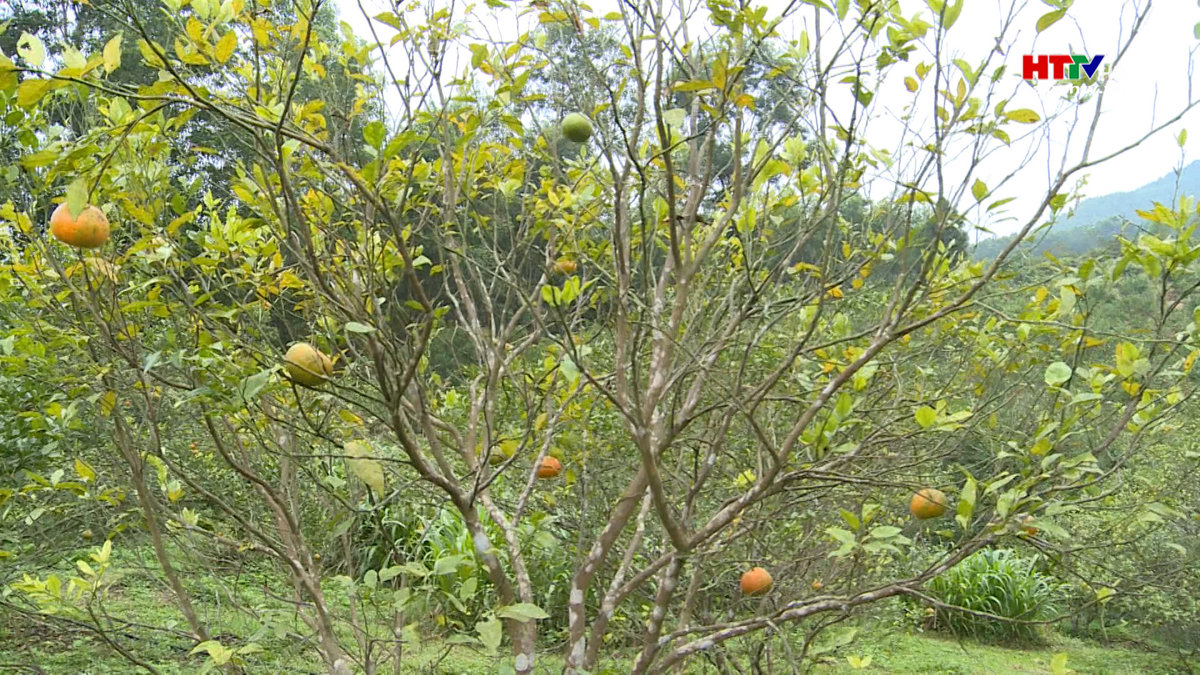 Năng suất cam bù Hương Sơn giảm mạnh